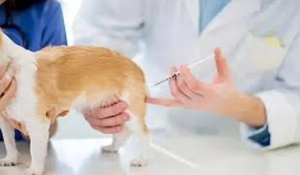 World Animal Day 2022: दिल्ली में किया जाएगा आवारा कुत्तों का टीकाकरण